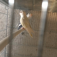 Pappagalli inseparabile