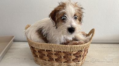 Cuccioli Jack Russell a pelo ruvido