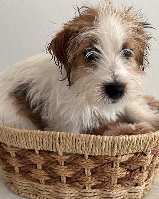 Cuccioli Jack Russell a pelo ruvido