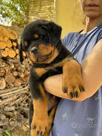 Rottweiler