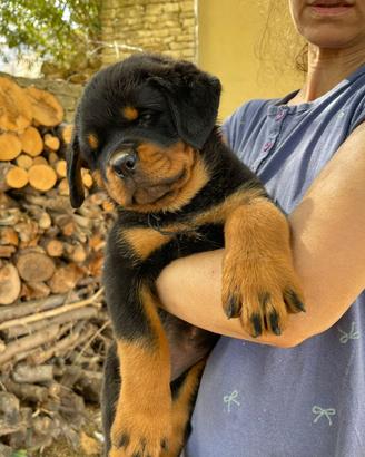 Rottweiler
