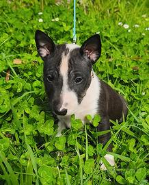 Bull Terrier Miniatura Micro Bull