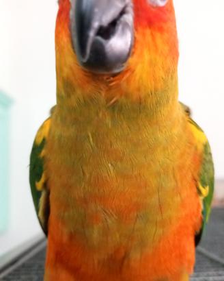 Conuro del sole