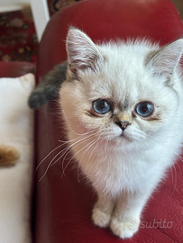 Britisch shorthair maschio