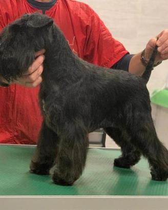 Cuccioli di schnauzer nano nero