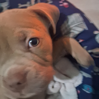 Cucciolo di america bully