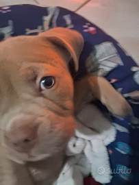 Cucciolo di america bully