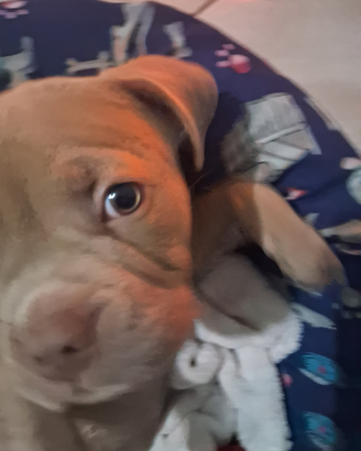 Cucciolo di america bully