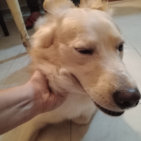 Cane di nome Charlie 1 anno 4 mesi