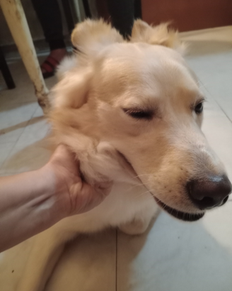 Cane di nome Charlie 1 anno 4 mesi
