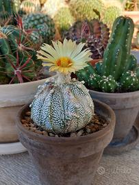 Cactacee - Astrophytum Supercabuto - Rarità