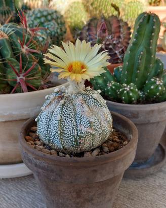 Cactacee - Astrophytum Supercabuto - Rarità