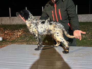 Setter Inglese - Genitori Campioni