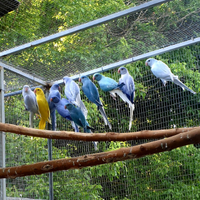 Parrocchetti dal collare