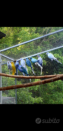 Parrocchetti dal collare