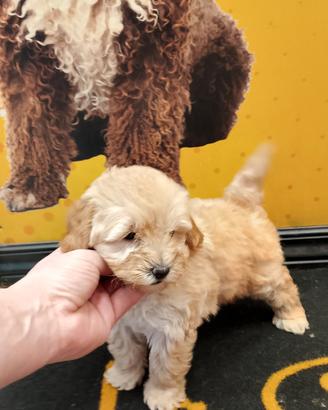 Barboncino Maltipoo Toy Femminuccia