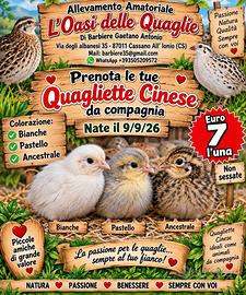 Quaglie cinese e Jumbo