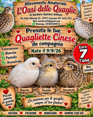 Quaglie cinese e Jumbo