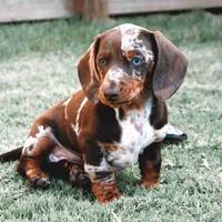 Cuccioli bassotto choco merle kaninchen
