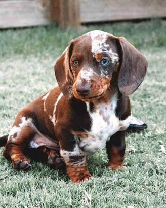 Cuccioli bassotto choco merle kaninchen