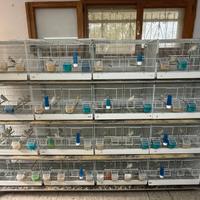 Batterie gabbi uccelli