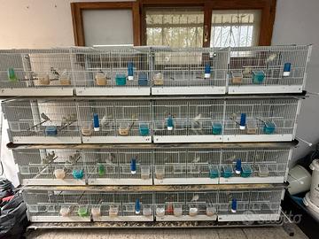 Batterie gabbi uccelli