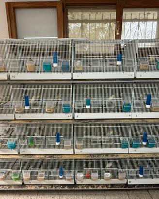 Batterie gabbi uccelli