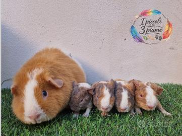 Cavie di razza con pedigree