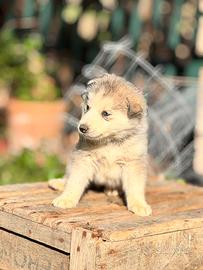 Cuccioli siberian husky