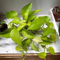 Pianta pothos neon