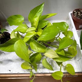 Pianta pothos neon