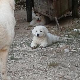 Pastore maremmano abruzzese