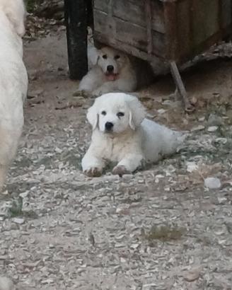 Pastore maremmano abruzzese