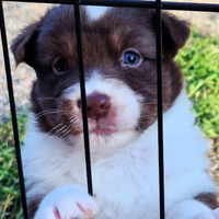Pastore australiano - australian shepherd