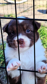 Pastore australiano - australian shepherd