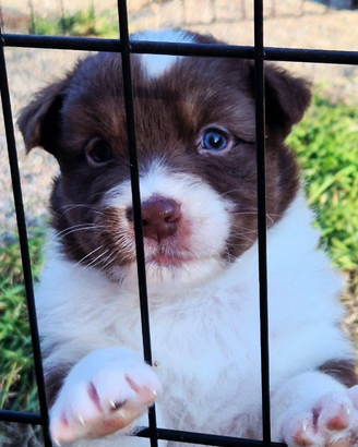 Pastore australiano - australian shepherd