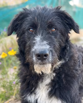 Cucciola abbandonata mix border collie