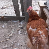 Galline