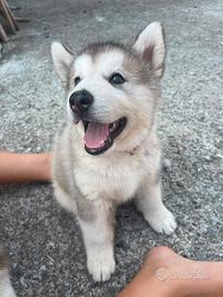 Cucciolata alaskan malamute