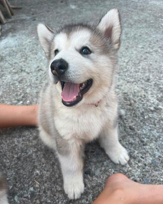 Cucciolata alaskan malamute