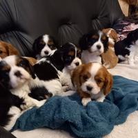 Cavalier King