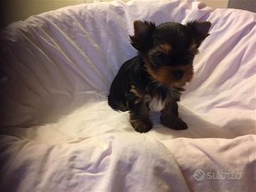 Yorkshire Terrier cuccioli