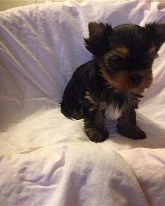 Yorkshire Terrier cuccioli