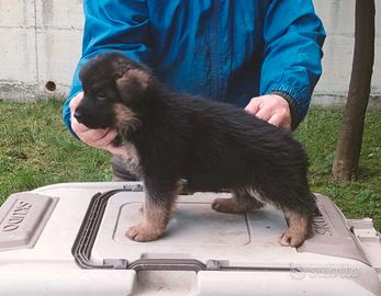 Cuccioli di Pastore Tedesco