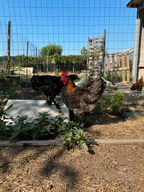 Gallo Marans