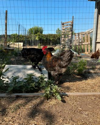Gallo Marans