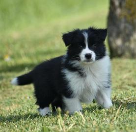 Cuccioli di border collie
