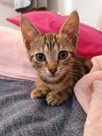 Gattino maschio