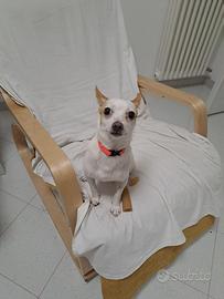 Cane taglia mini