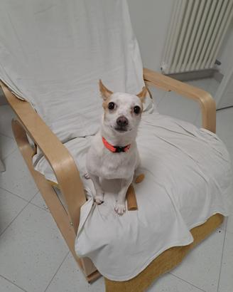 Cane taglia mini